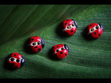 Load image into Gallery viewer, L006 Red Ladybirds
